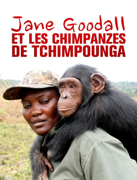 Jane Goodall et les chimpanzés de Tchimpounga