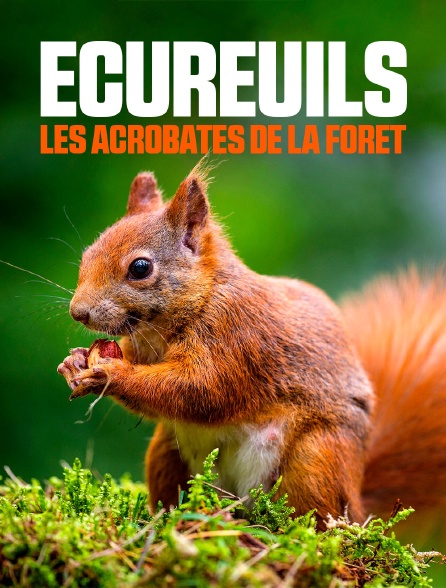 Ecureuils, les acrobates de la forêt