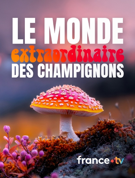 france.tv - Le monde extraordinaire des champignons