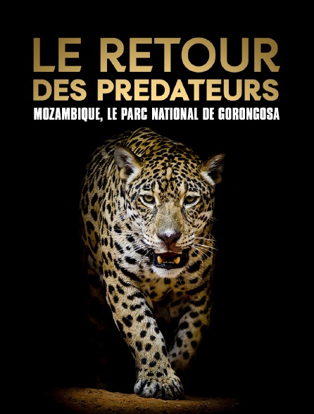 Le retour des prédateurs : Mozambique, le parc national de Gorongosa