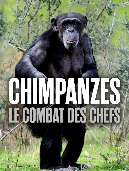 Chimpanzés, le combat des chefs