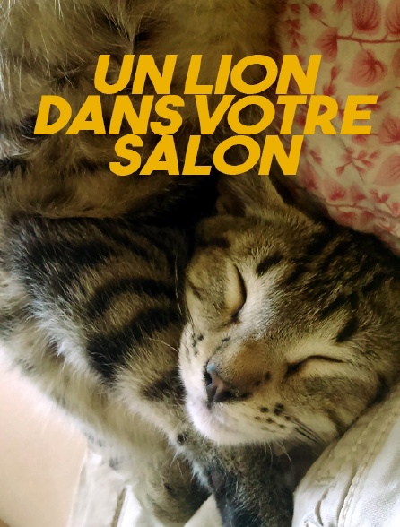 Un lion dans votre salon