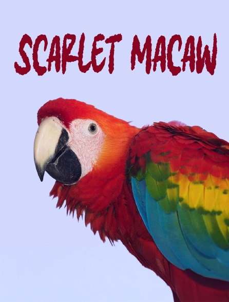 Scarlet Macaw