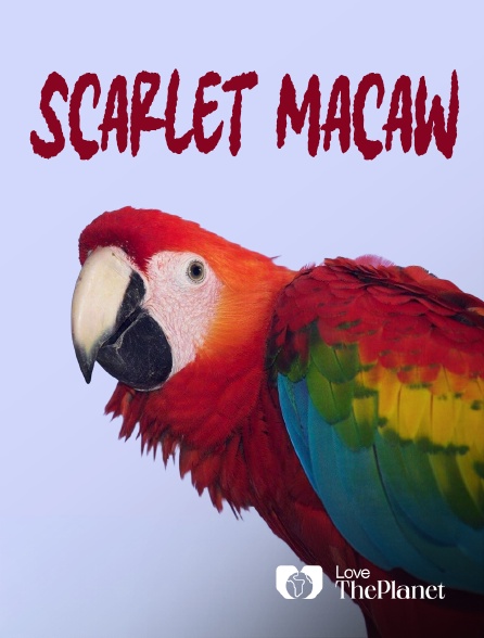 Love the Planet - Scarlet Macaw