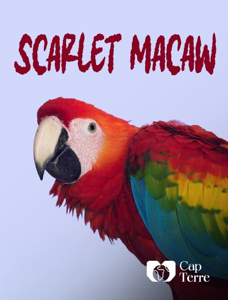 Cap Terre - Scarlet Macaw