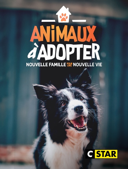 CSTAR - Animaux à adopter : nouvelle famille pour une nouvelle vie