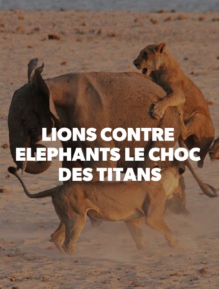 Lions contre éléphants, le choc des titans