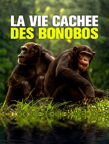 La vie cachée des bonobos