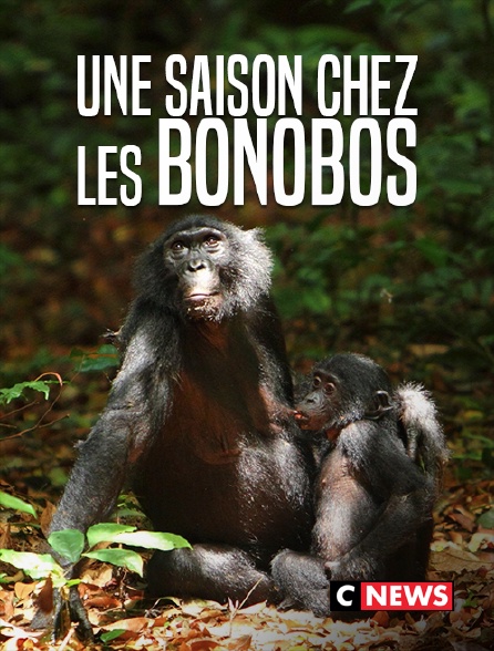 CNEWS - Une saison chez les bonobos