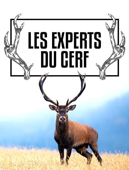 Les experts du cerf