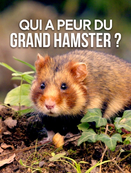 Qui a peur du grand hamster ?