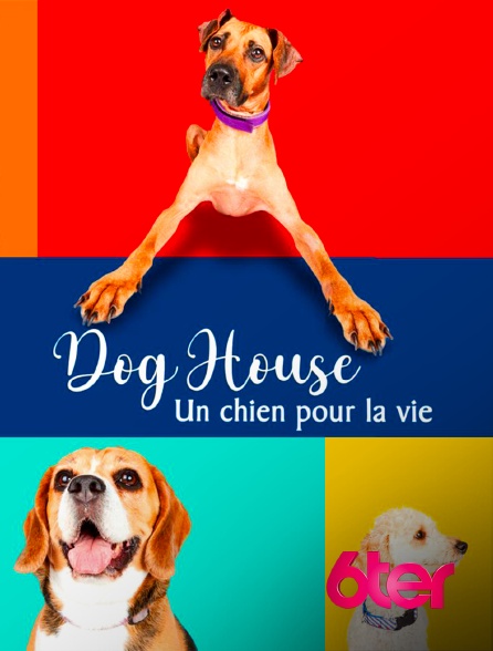 6ter - Dog House : un chien pour la vie