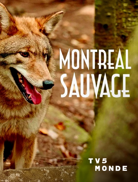 TV5MONDE - Montréal sauvage