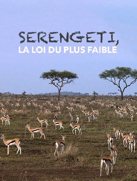 Serengeti, la loi du plus faible