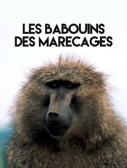 Les babouins des marécages