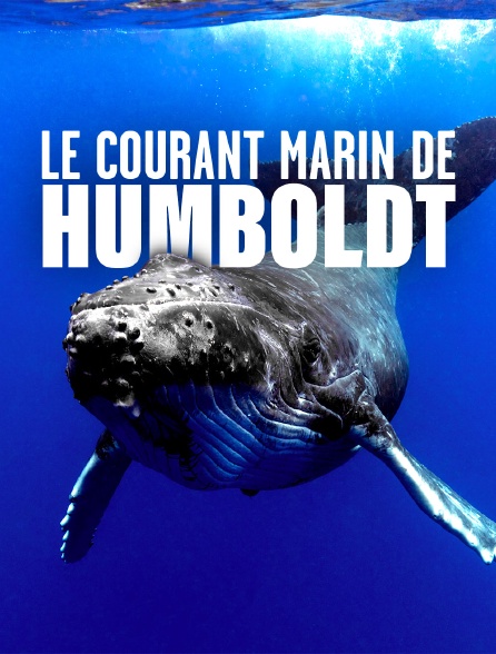 Le courant marin de Humboldt