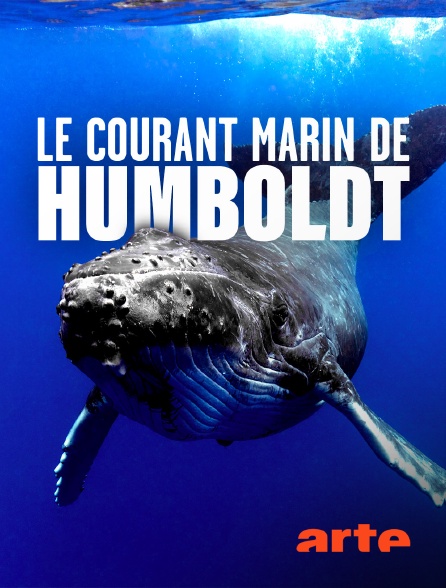 Arte - Le courant marin de Humboldt