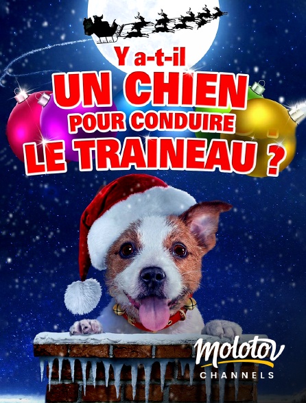 Mango - Y a-t-il un chien pour conduire le traîneau ?