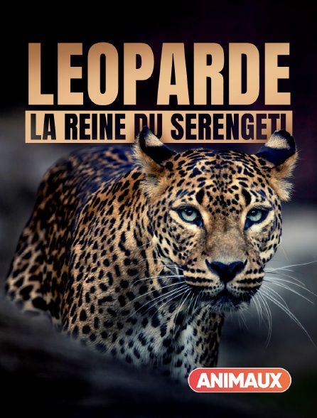 Animaux - Léoparde : la reine du Serengeti