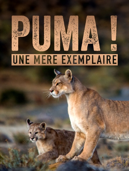 Puma, lion des Andes