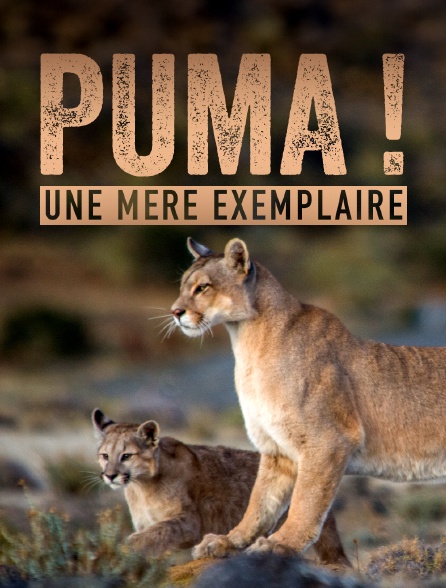 Puma, lion des Andes