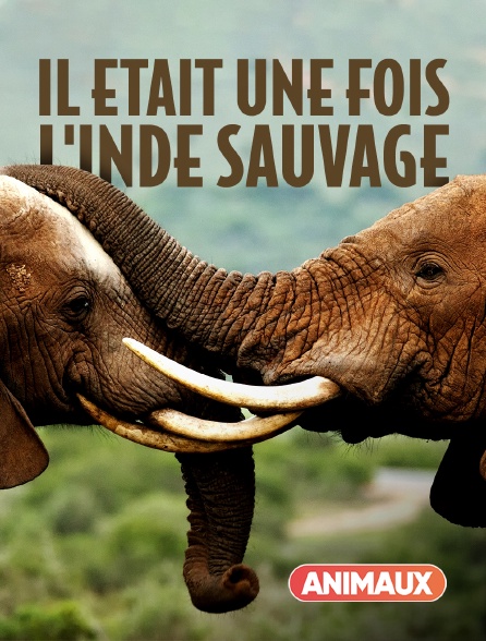 Animaux - Il était une fois l'Inde sauvage