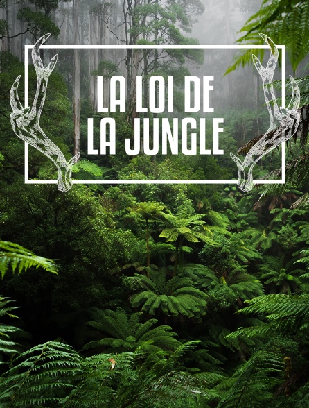La loi de la jungle