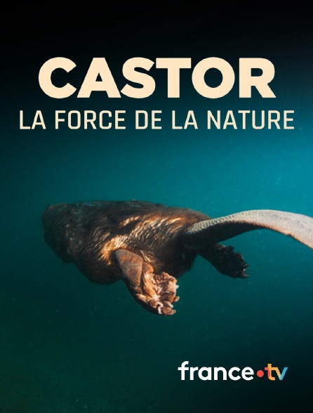 france.tv - Castor, la force de la nature