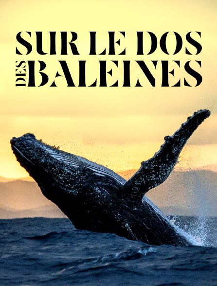 Sur le dos des baleines