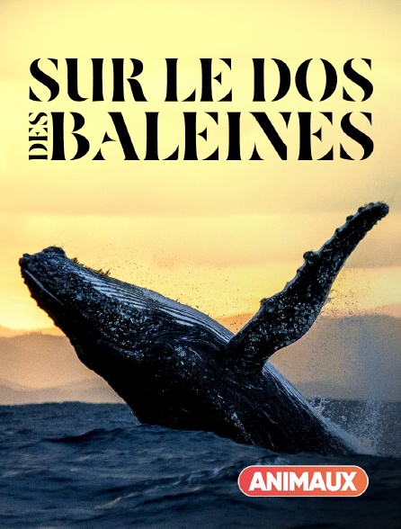 Animaux - Sur le dos des baleines