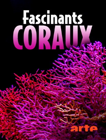 Arte - Fascinants coraux : merveilles de l'océan Indien
