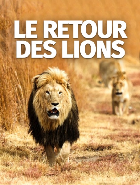 Le retour des lions
