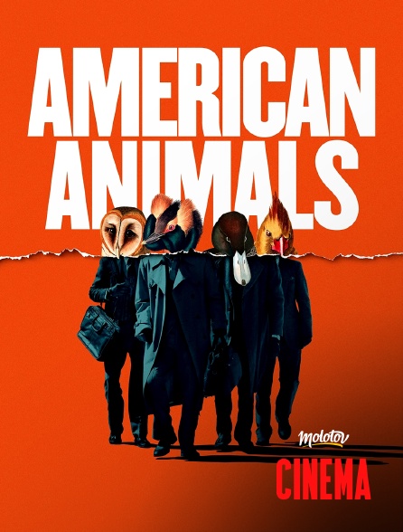 Molotov Channels Cinéma - American animals