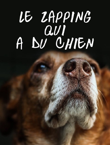 Le zapping qui a du chien