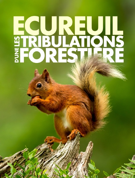 Informations plus précises - Ecureuil - Aventure en forêt - Notre forêt.  Incroyablement diversifiée.