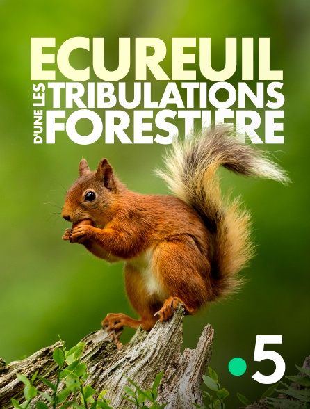 France 5 - Ecureuil, les tribulations d'une forestière