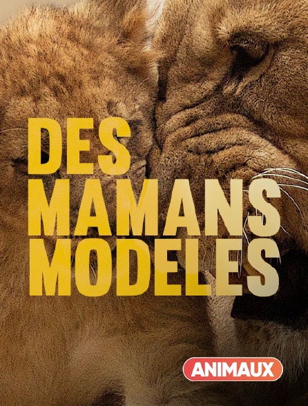 Animaux - Des mamans modèles