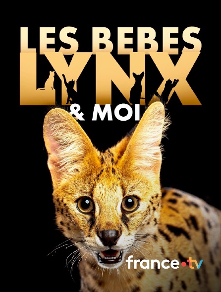 france.tv - Les bébés lynx et moi