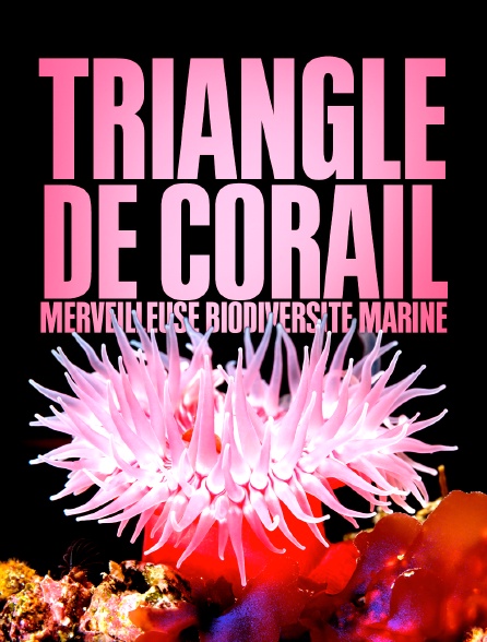 Triangle de Corail : merveilleuse biodiversité marine