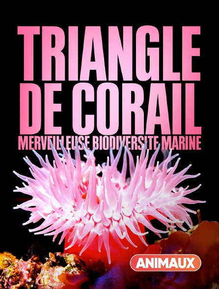 Animaux - Triangle de Corail : merveilleuse biodiversité marine