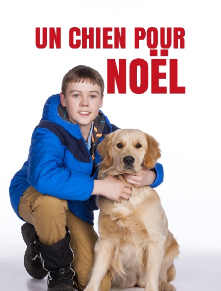 Un chien pour Noël