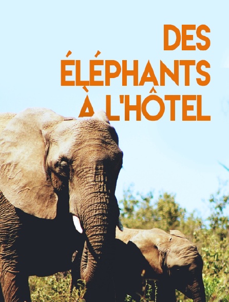 Des éléphants à l'hôtel