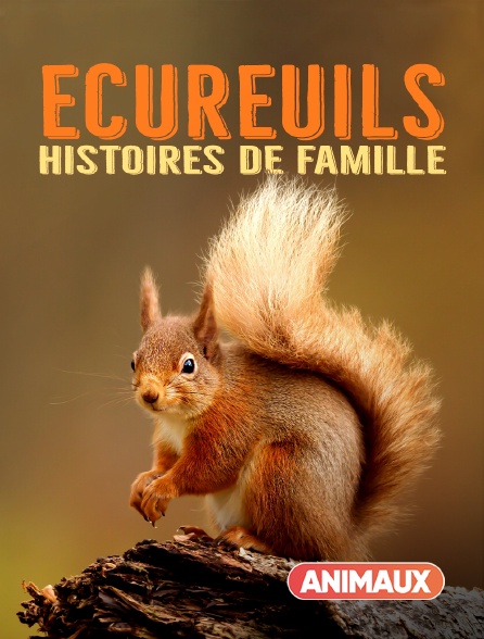 Animaux - Ecureuils, histoires de famille