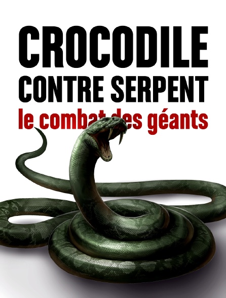 Crocodile contre serpent : le combat des géants
