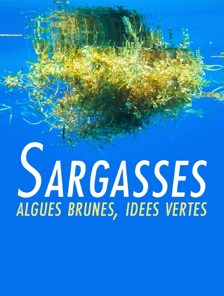 Sargasses : algues brunes, idées vertes