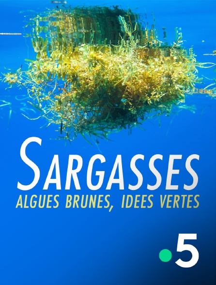 France 5 - Caraïbes, sur la route des Sargasses