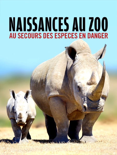 Naissances au zoo : au secours des espèces en danger