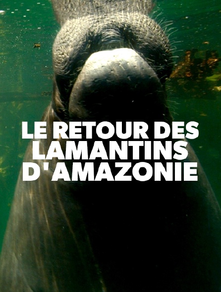 Le retour des lamantins d'Amazonie