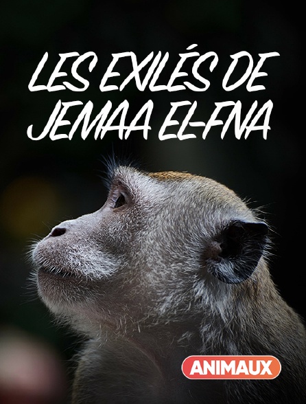 Animaux - Les exilés de Jemaa el-Fna