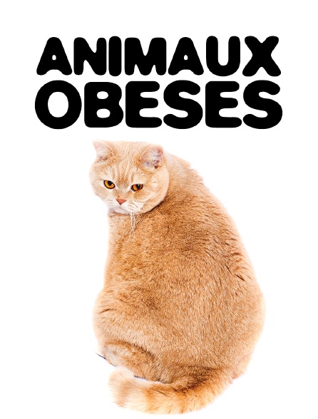 Animaux obèses